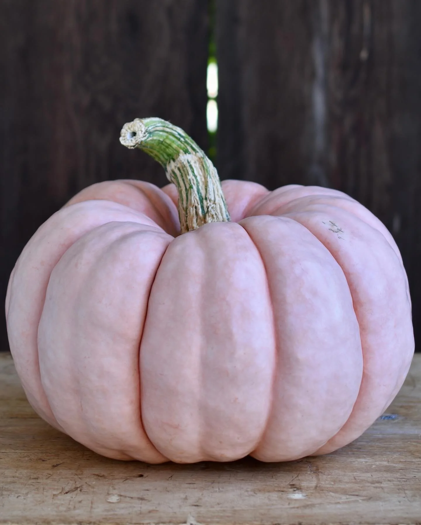 Pumpkin &lsquo;Porcelain Doll&rsquo;

We still have some pretty pumpkins available! This pink (20 lb.) looker is out at the flower stand today. 

Open Friday until 4pm 🤍

#pumpkin #pumpkinseason #organicallygrown #sonomacounty #flowerstand #cakeflow