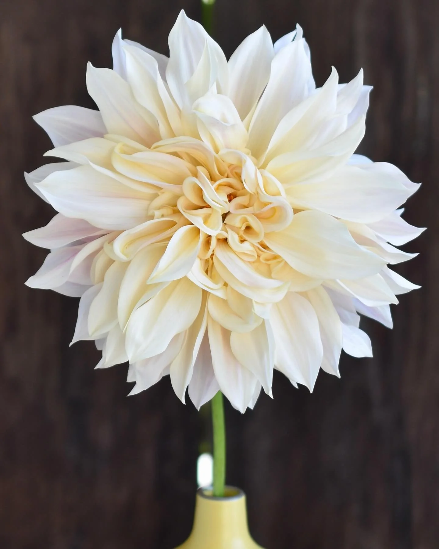 Pale creamy blush #perfection 🤍

As the dahlias wind down, I&rsquo;m preparing for the end of the season. I&rsquo;ve decreased their irrigation and I&rsquo;ll just let the plants bloom without harvesting for the next couple of weeks. This gives me a