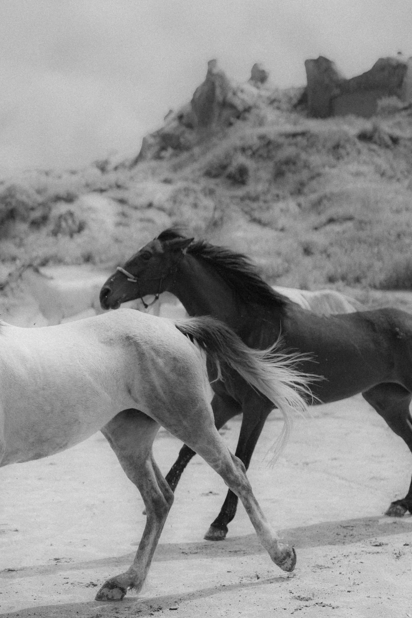 Black and white image of horses running through Cappadocia landscape