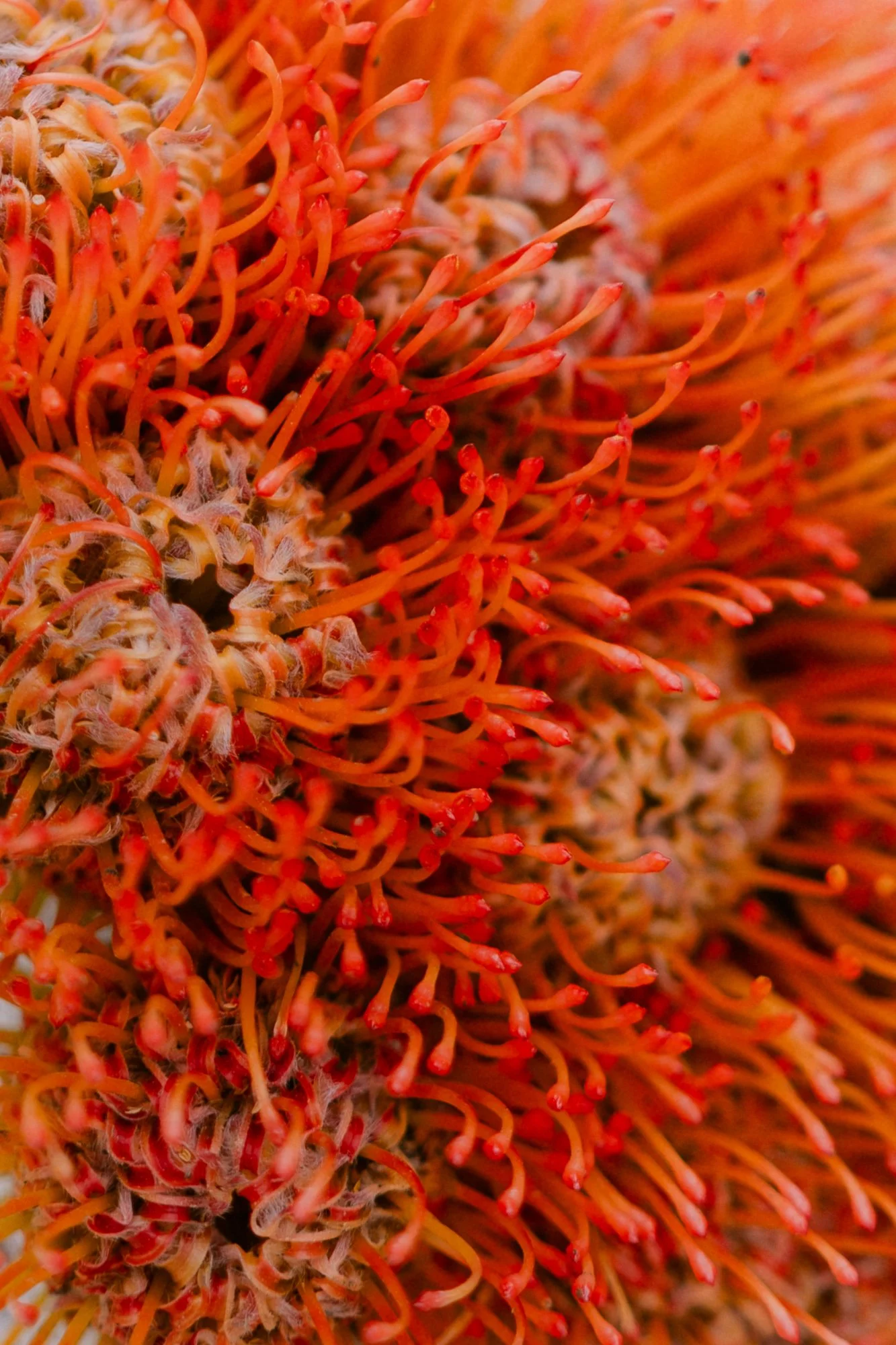 Close-up of orange protea flower — editorial detail photography Tuscany