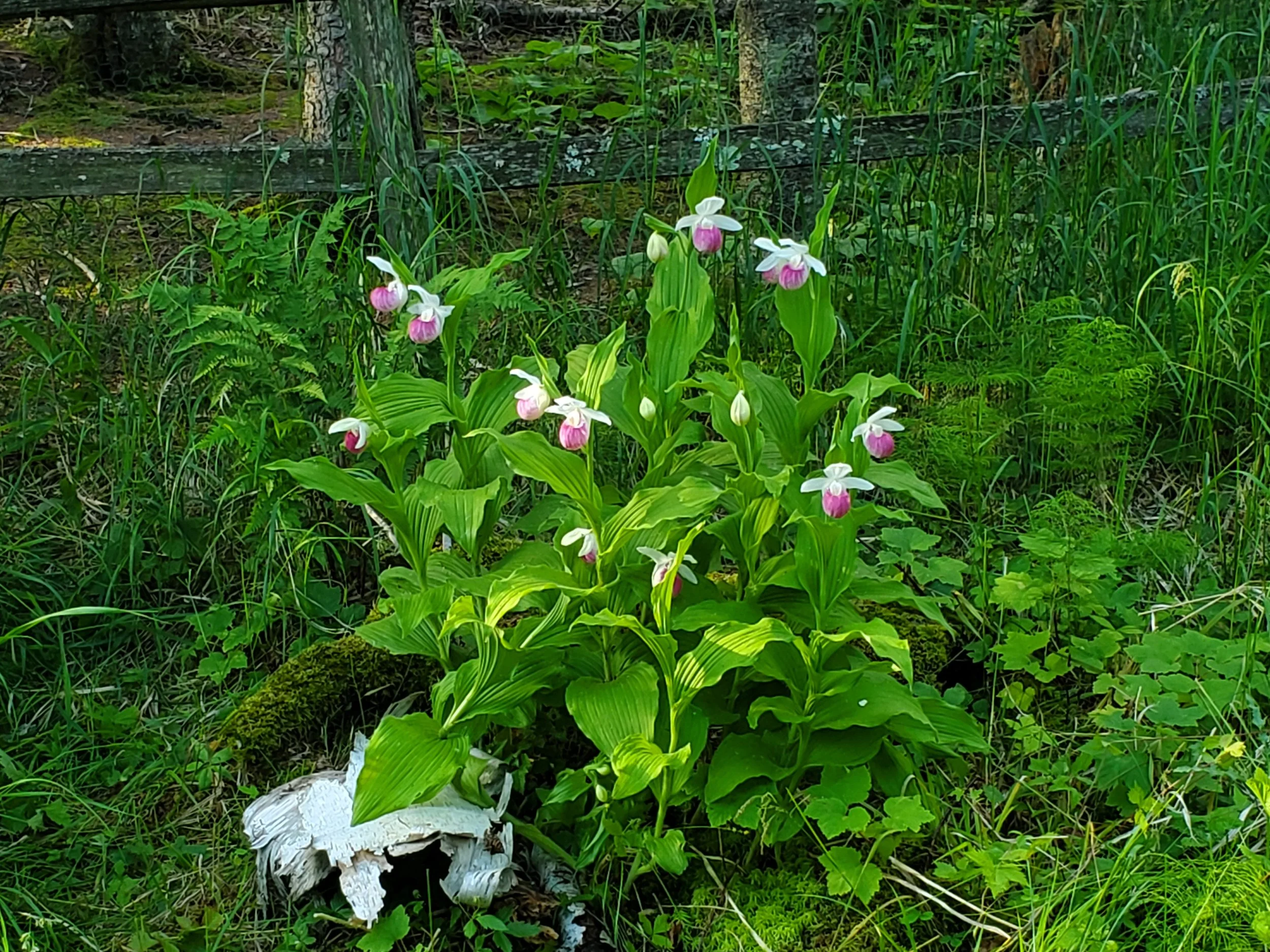 peplinski-showy-ladyslippers-gooseberry.jpg