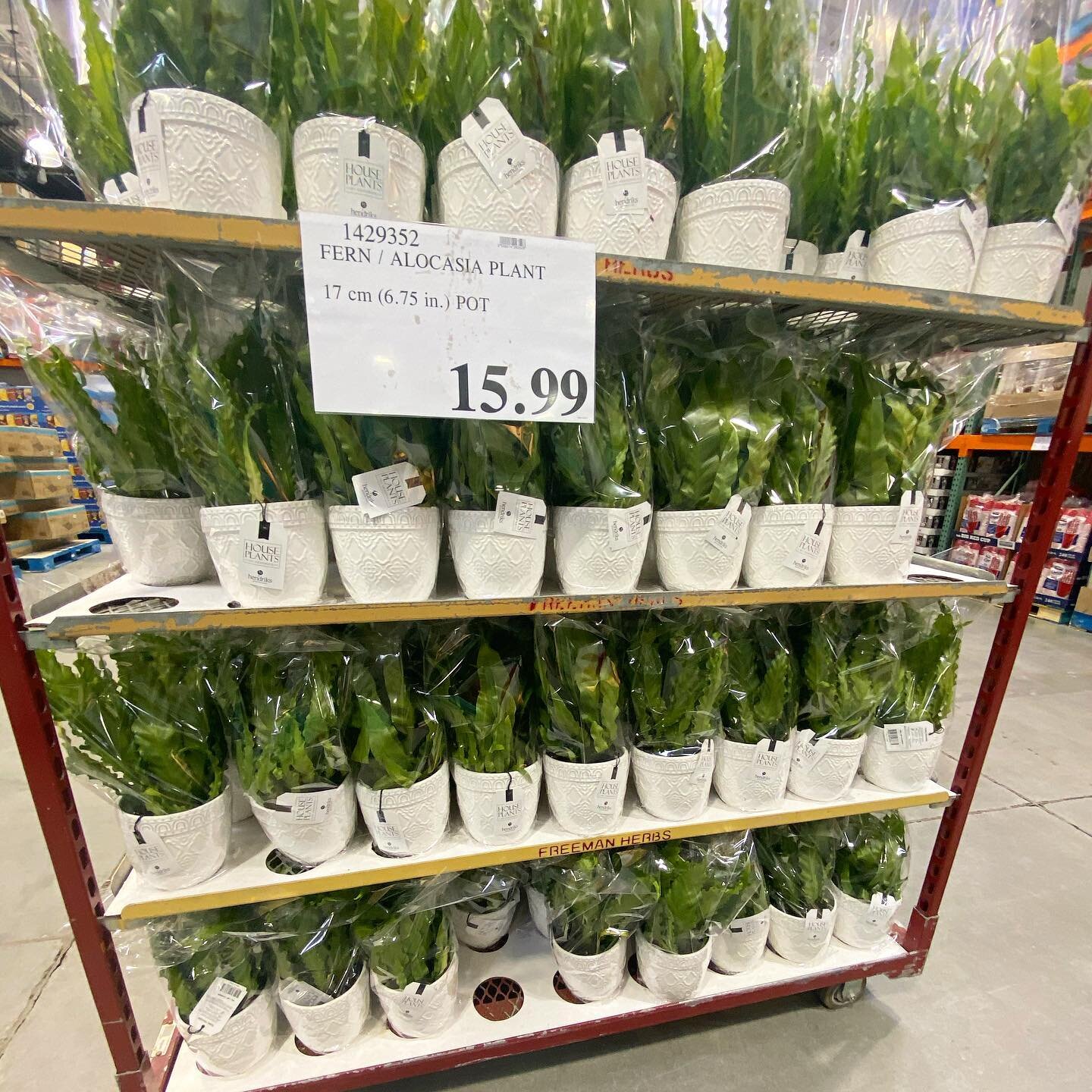 Fern/Alocasia Plants!!! So many new plants in the warehouses, this one comes in a 6.75in white pot. Price $15.99 📍Newmarket 
#costco #costcofindscanada #costcofinds #costcohaul #costcobuys #costcodelights #costcodeals #costcowholesale #costcodoesita