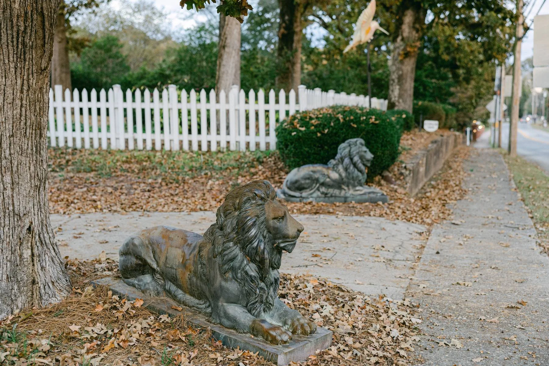 Bronze lion statues on a sidewalk. One lion is lying down in the foreground, and a second lion is nearby in the background. The sidewalk is covered with fallen leaves, and there is a large tree trunk on the left. A white picket fence, trees, and bush