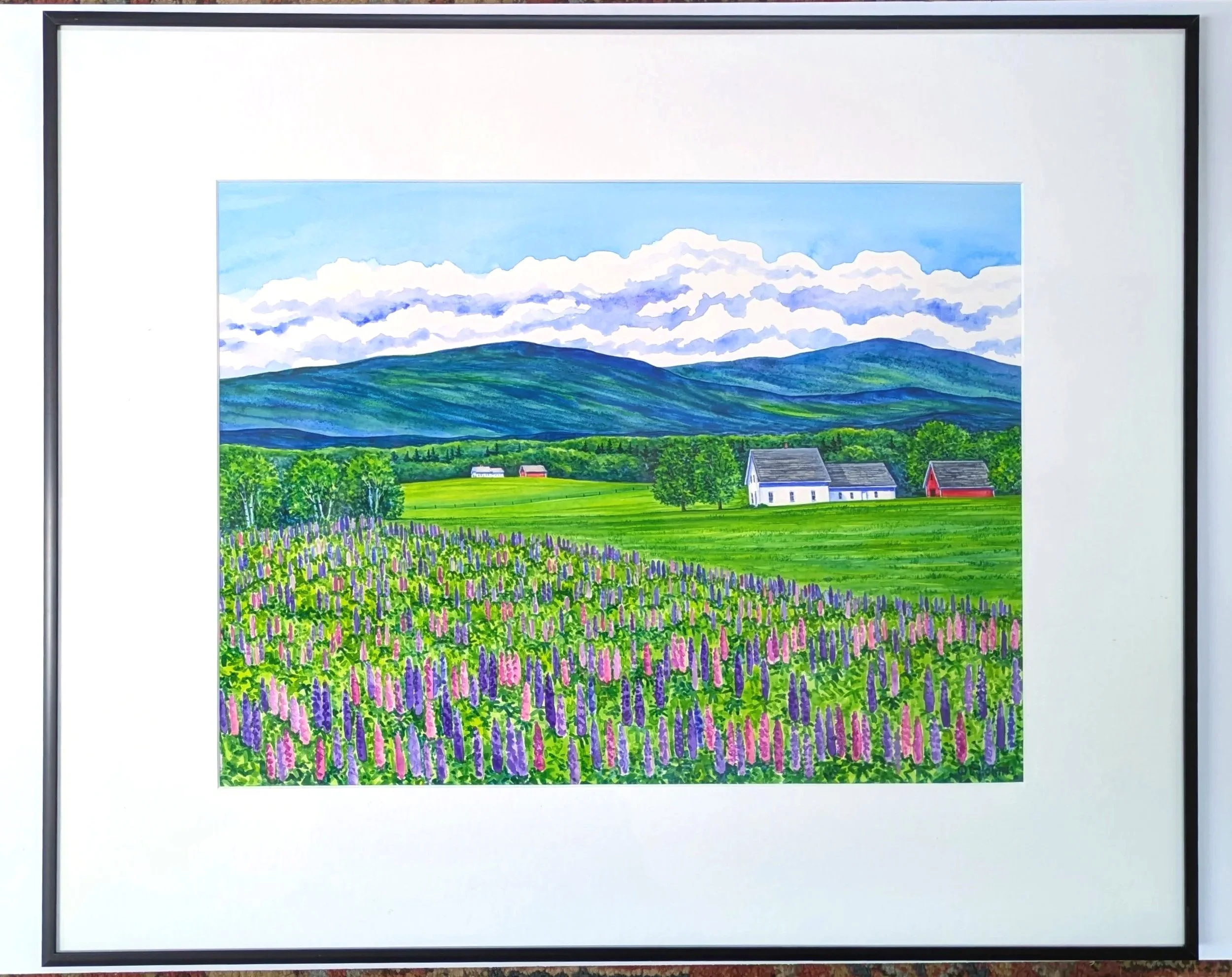 Field of Lupines