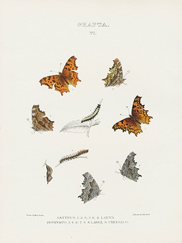 Butterflies of North america.jpg