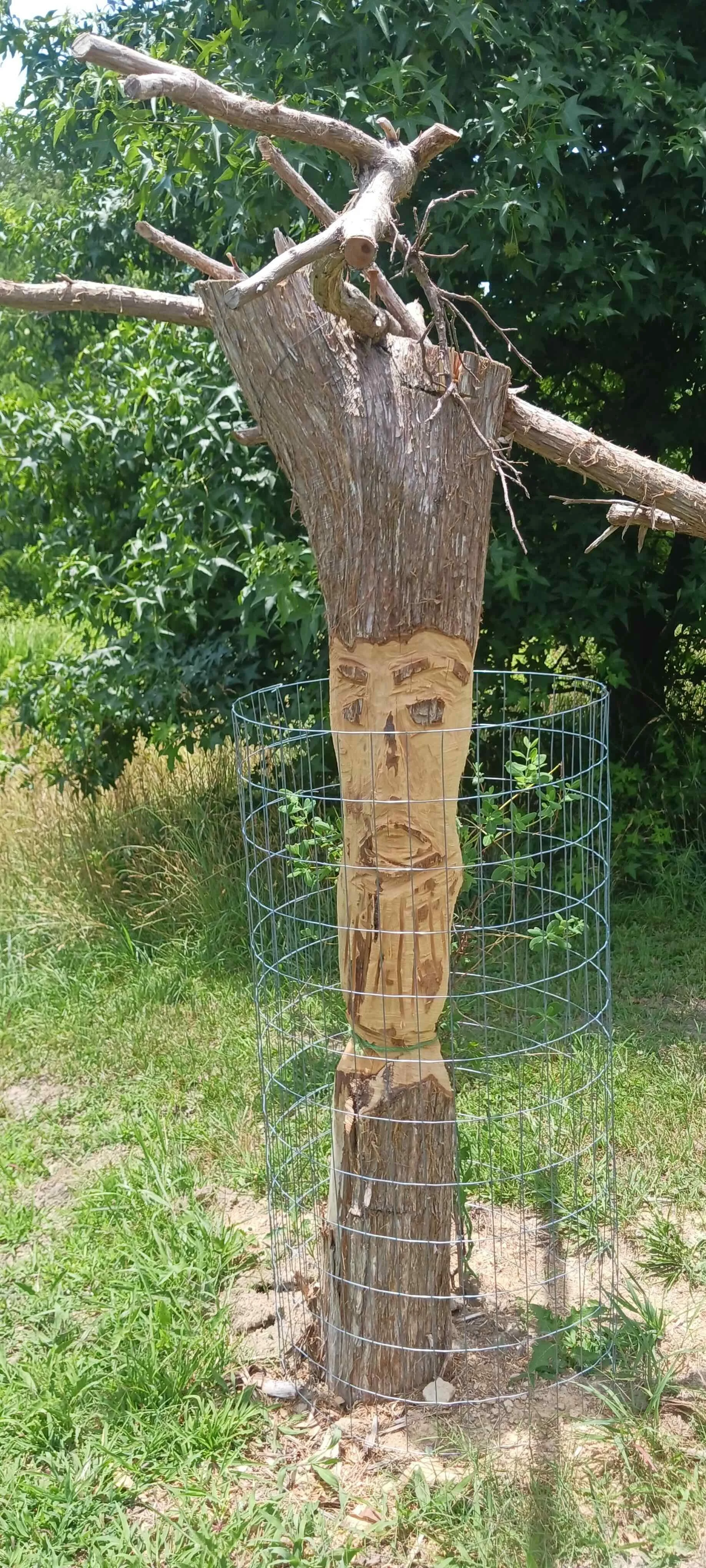 carving butterfly garden..jpeg