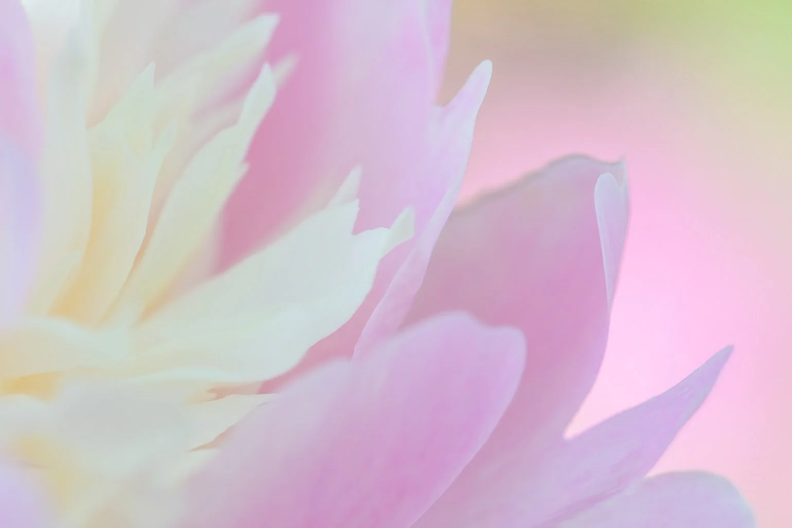 Peony Pastel