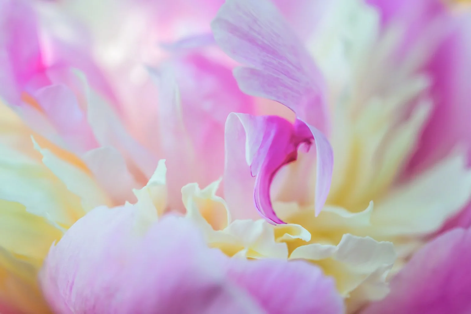 Peony Swirl