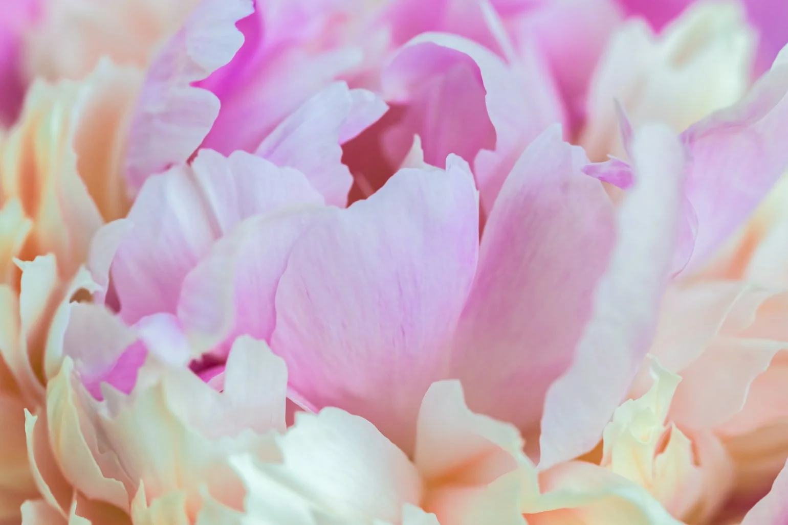 Peony Ruffles