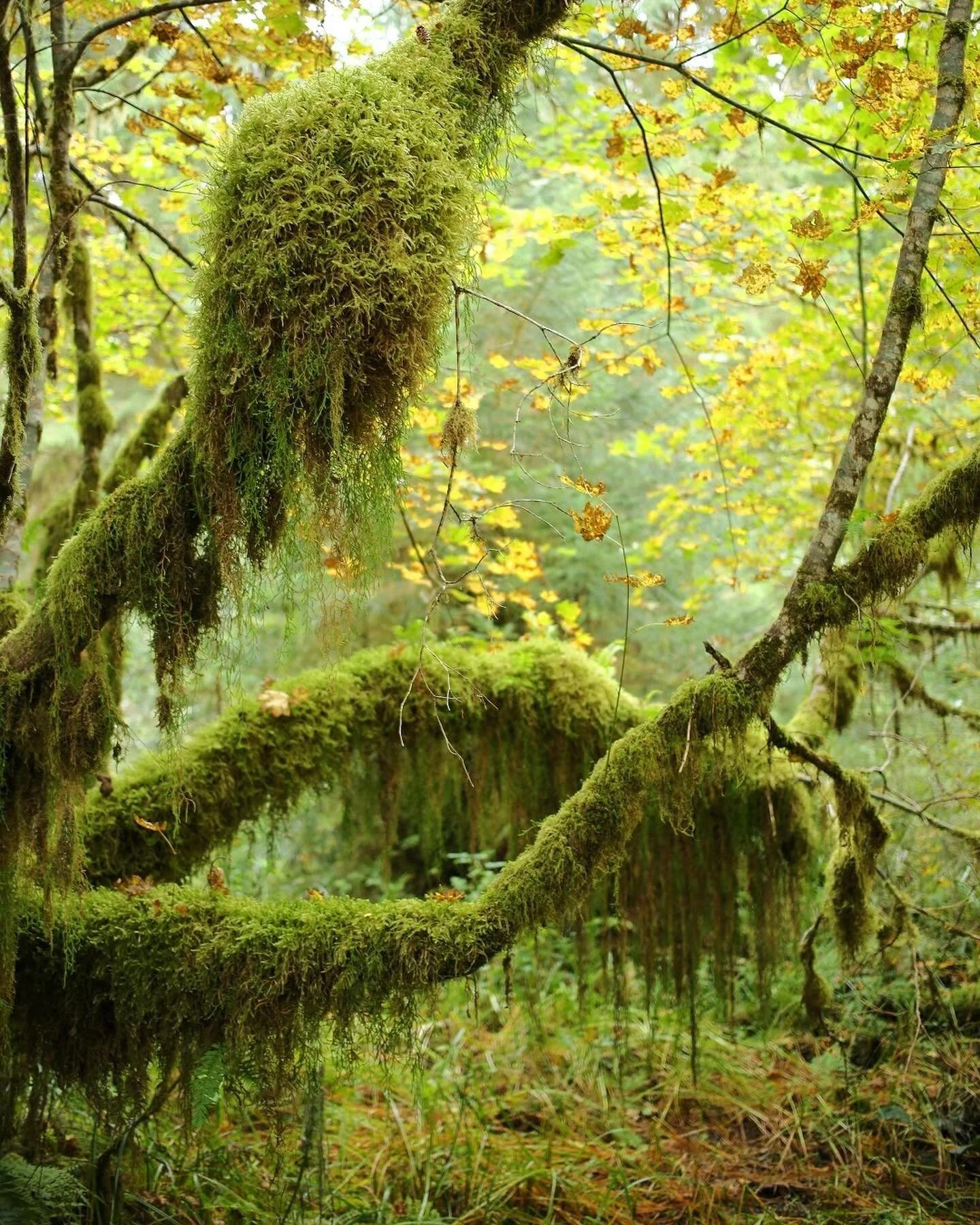 📍🇺🇸 Looking for a reprieve from the searing summer temps? The Hoh Rain Forest in Olympic National Park tends to keep its cool under its lush canopy, even during the warmest months of the year. We're huge fans of Washington's Olympic Peninsula for 