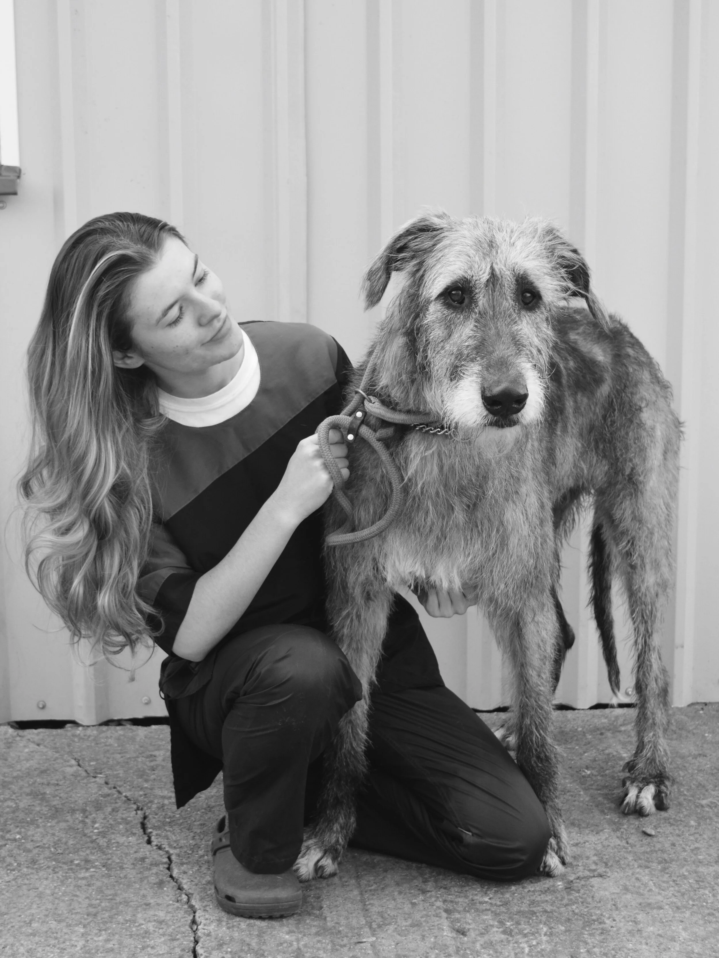 How Long Does It Take To Hand Strip A Dog