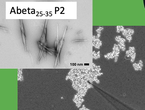 Reactive oxygen species
