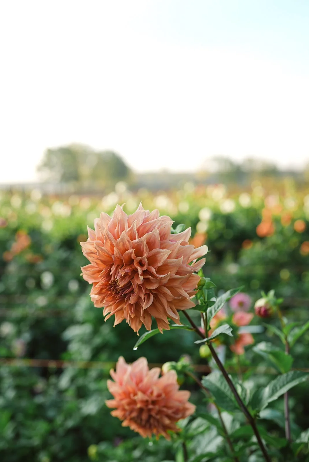 Flowerwell_Dahlia_Tubers-347.jpg