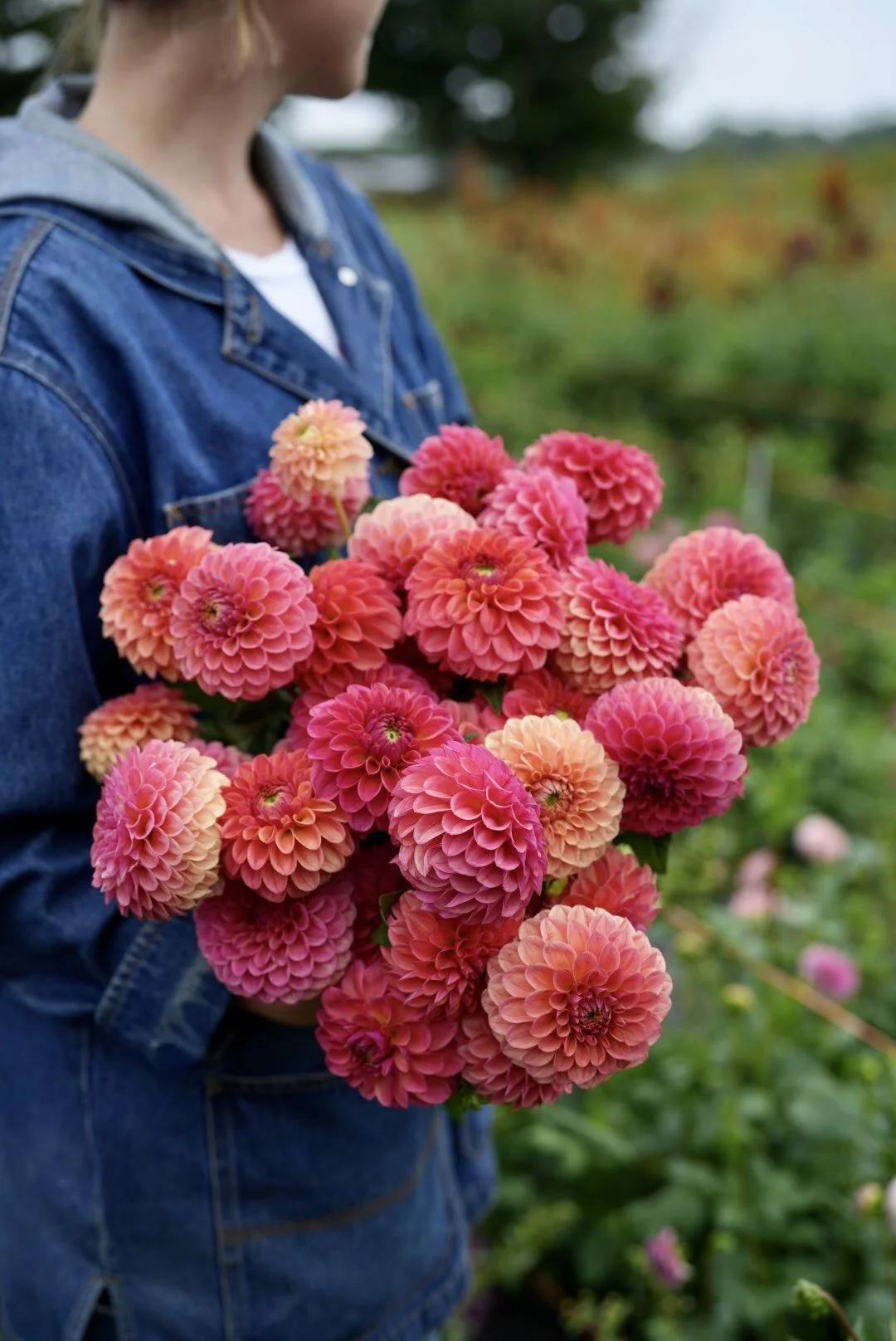 Flowerwell Dahlia Snoho Doris - Thumbnail 5