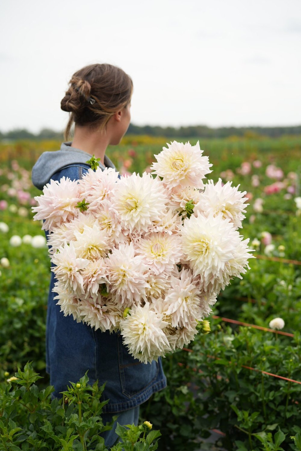 Dahlia KA's® Cloud – Large Pale Blush Informal Decorative | Dahlia