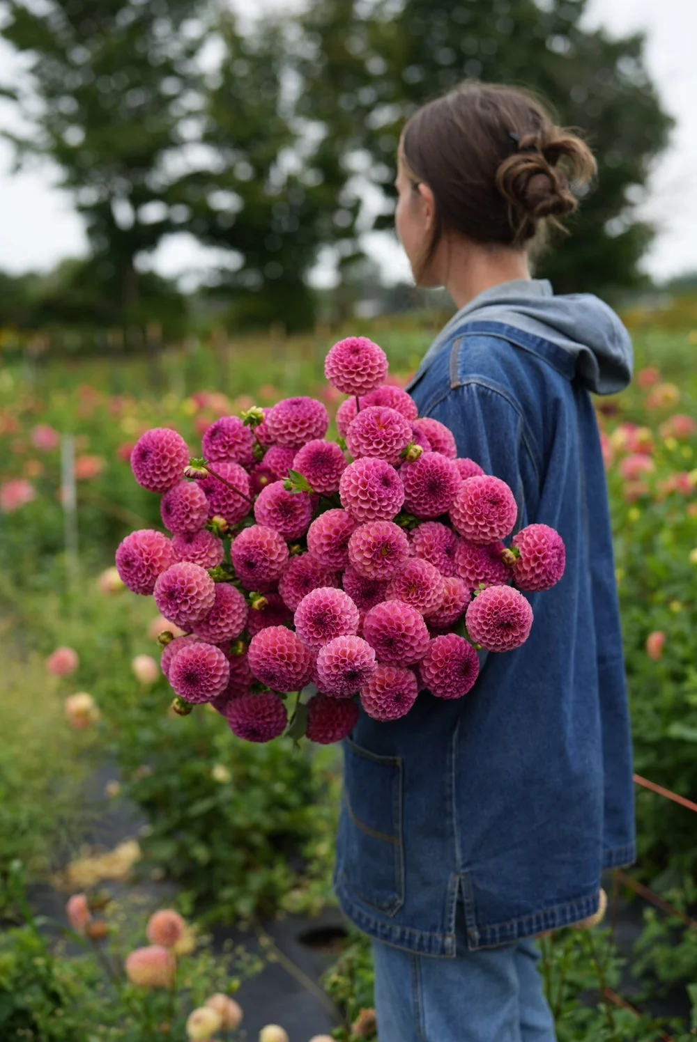 Dahlia Ferncliff Rusty Tuber: Unique Raspberry Blooms for Gardens