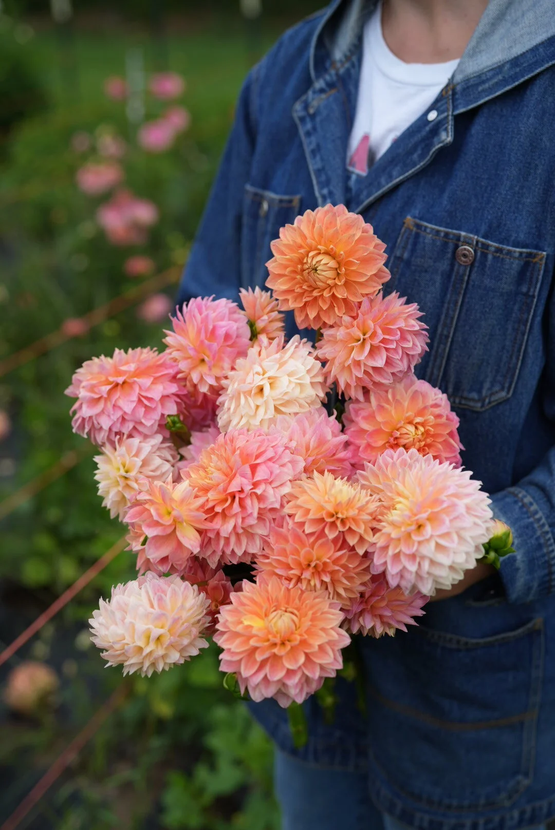 Flowerwell Flower Farm | Dahlia Tuber Shop | Dahlia Rhubarb and Custard