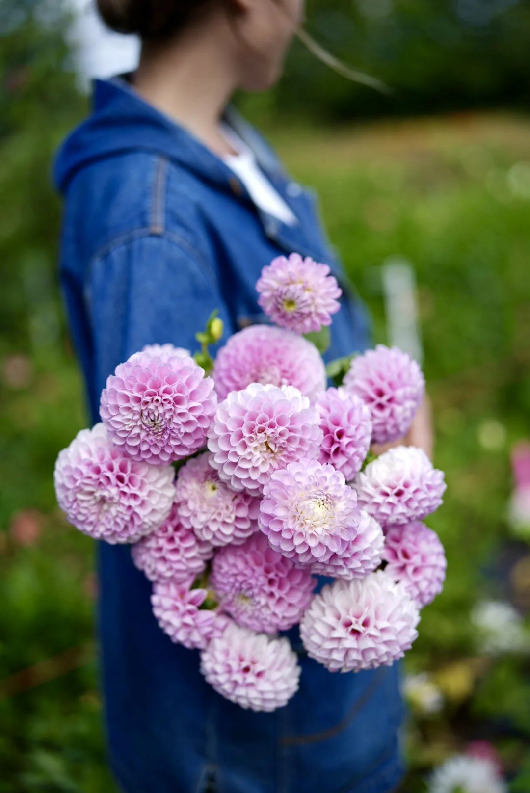flowerwell-flower-farm-dahlia-tuber-shop-dahlia-sylvia-craig-hunter