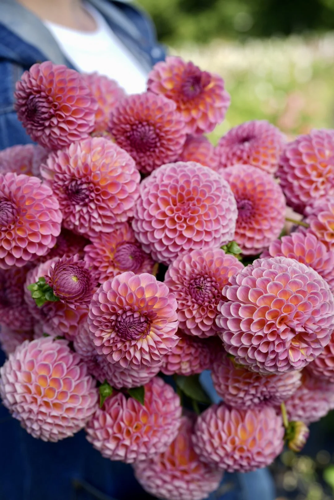 Flowerwell Flower Farm | Dahlia Tuber Shop | Dahlia Miss Amara ...