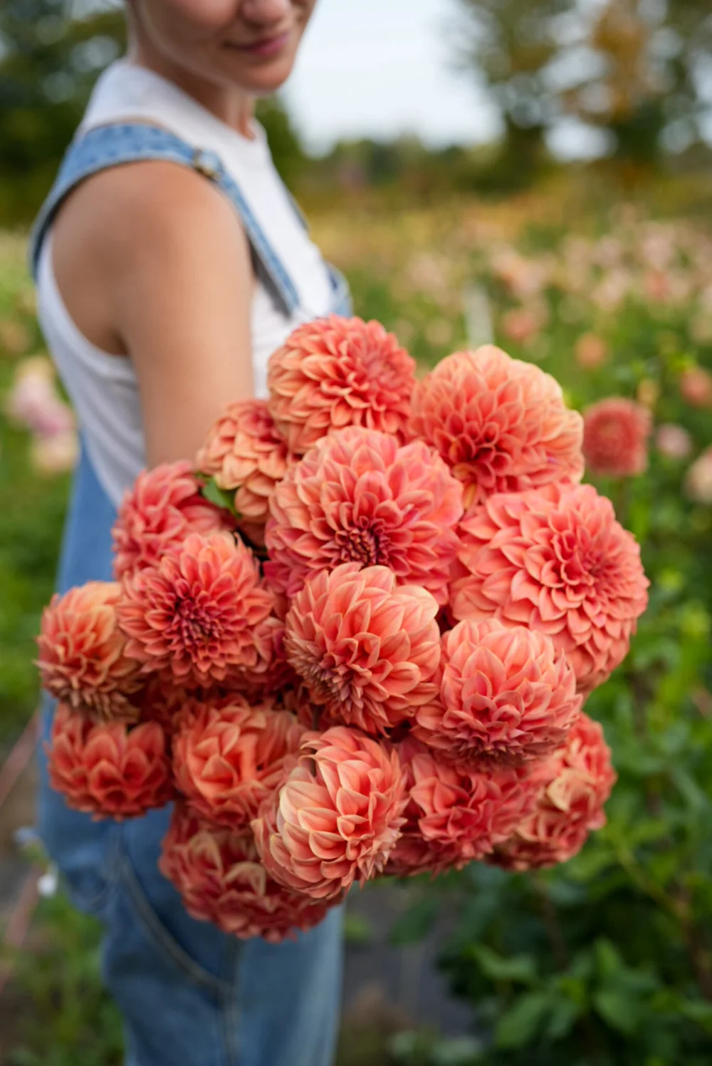 スワロフスキー　ダリア　dahlia SWAROVSKI スワロフスキー ダリア 花 5129463 Swarovski Dahlia