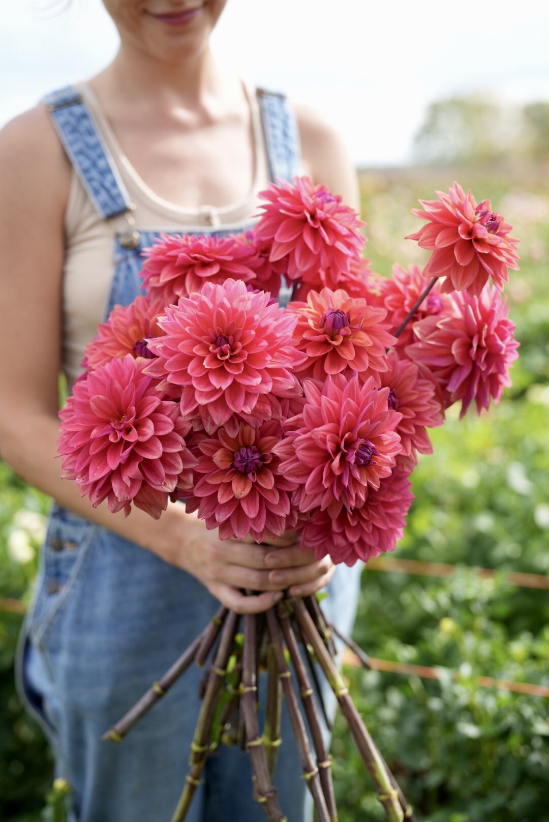 Dahlia American Dawn