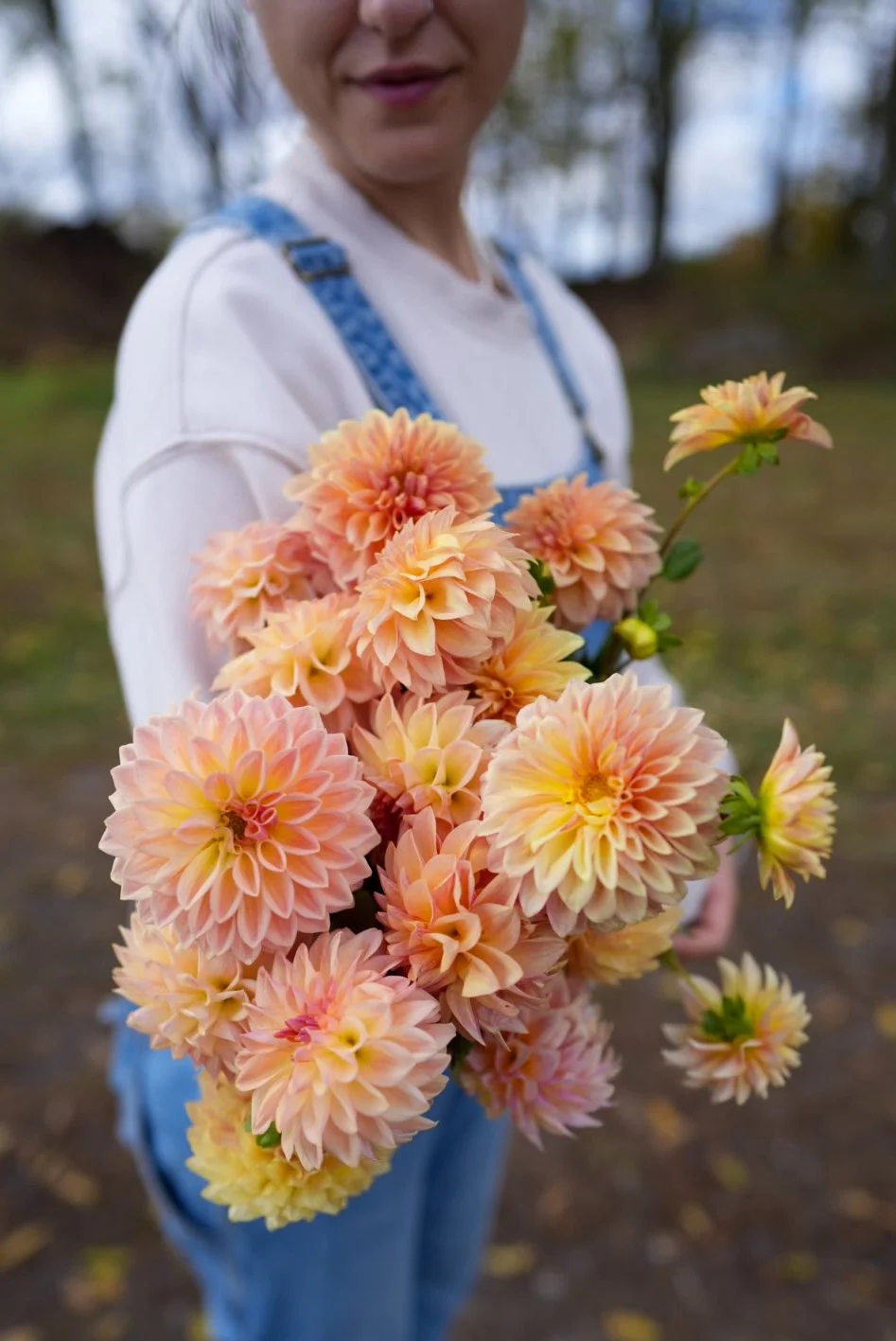 Dahlia Ado ファクトリア収録 Shop Dahlia 'Bloomquist Alan' Tubers – Vibrant, High-Quality