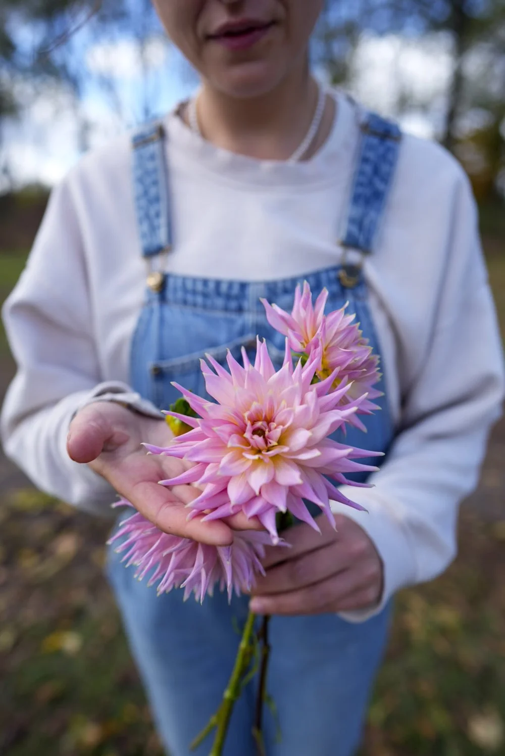 Shop Dahlia Wyn's Mauve Mist Bulbs – Elegant Blooms for Your