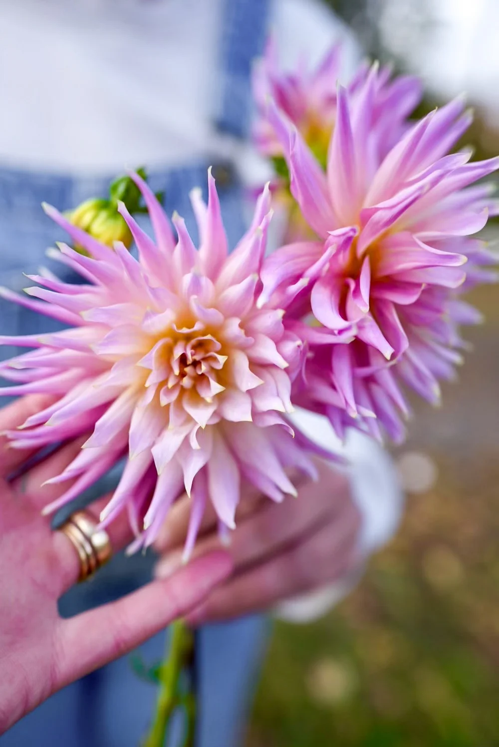 Shop Dahlia Wyn's Mauve Mist Bulbs – Elegant Blooms for Your