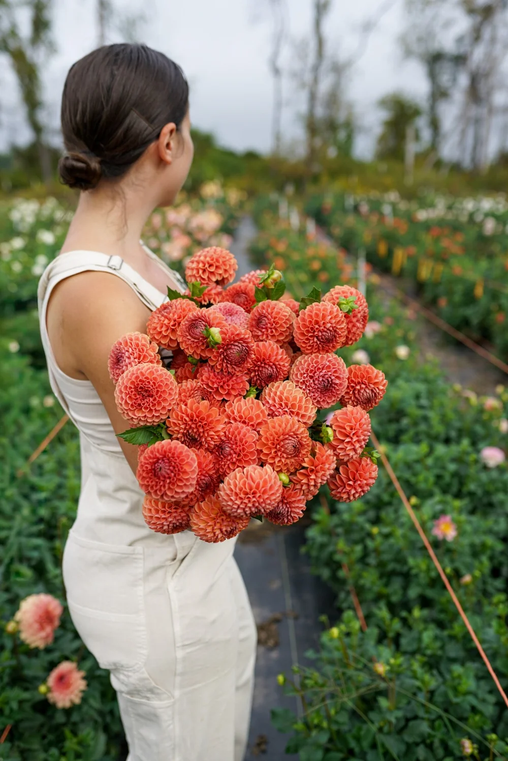 Flowerwell Flower Farm | Dahlia Tuber Shop | Dahlia Cornel Bronze