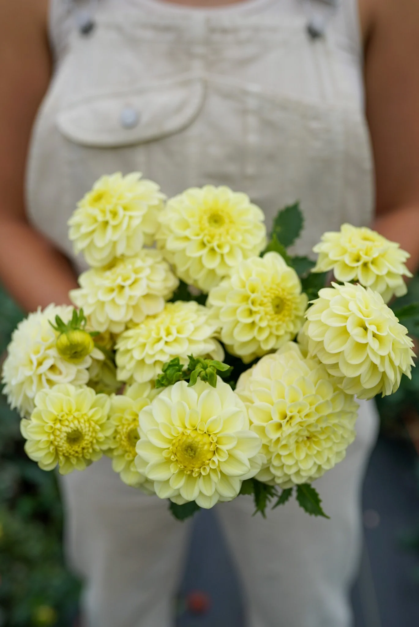 Dahlia Lee’s Butterpat