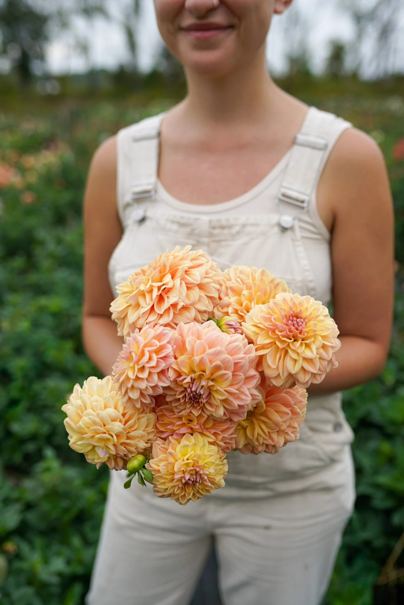 Dahlia RM Summer Haze Rooted Cutting