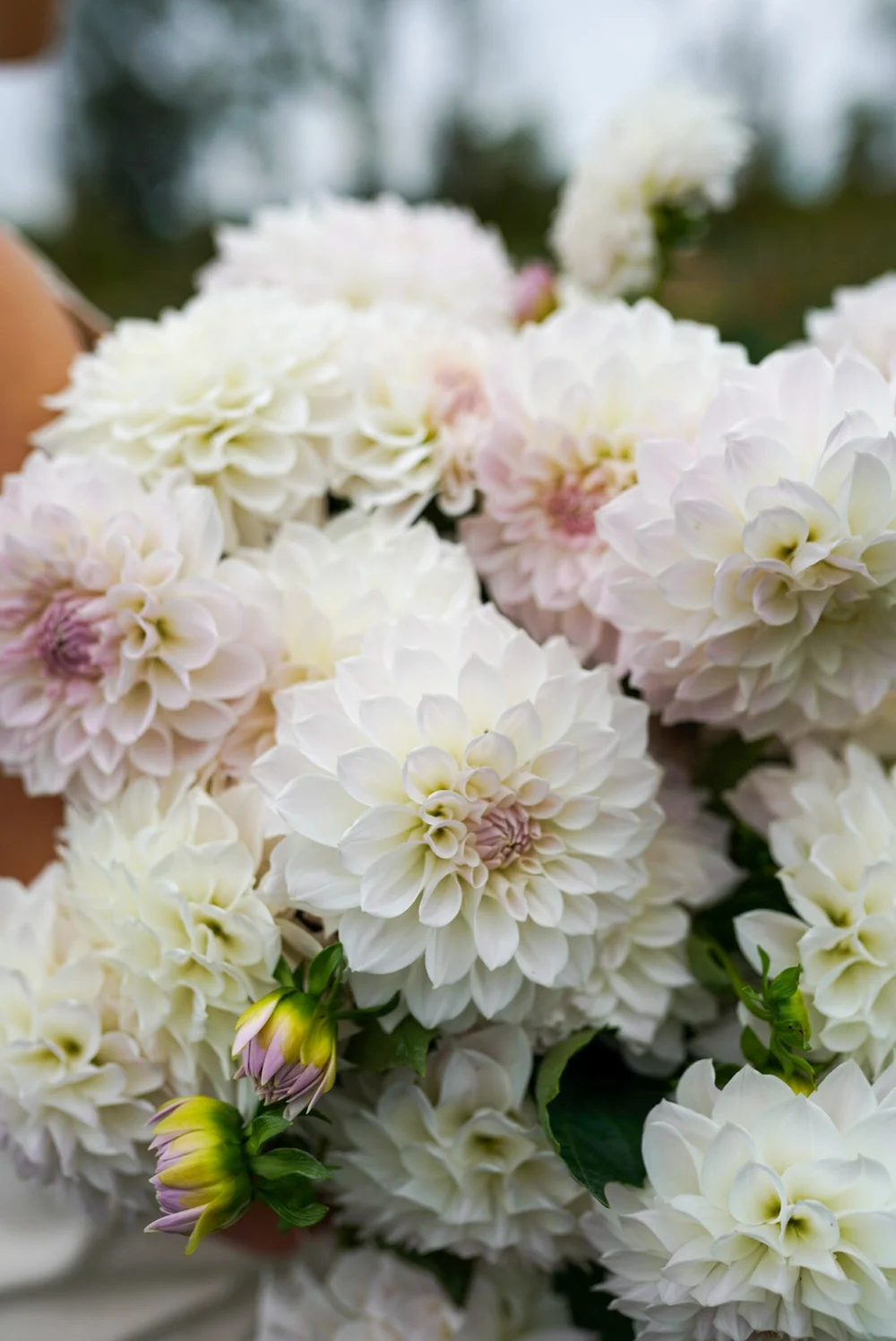 Dahlia Lakeview Premier – Vibrant Blooms for Your Garden & Flower