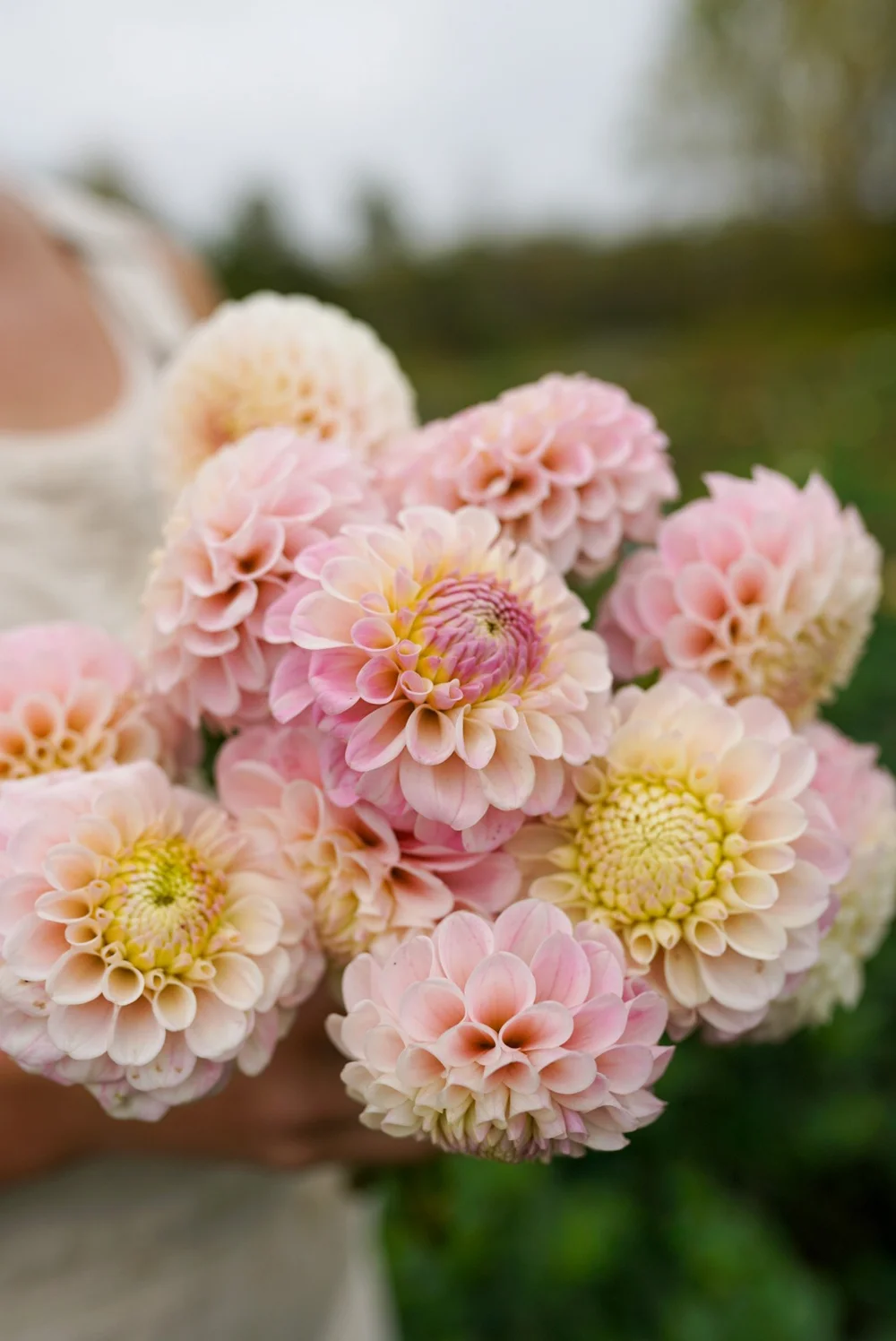 Shop Dahlia '20th Ave Memory' Tubers – Beautiful Blooms for Your