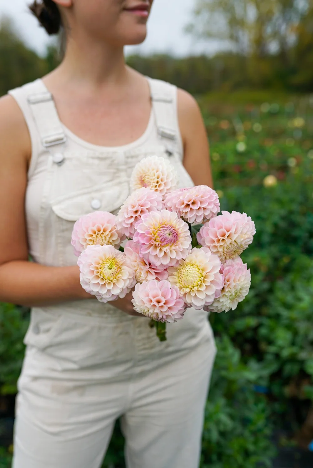 その他 DAHLIA Dahlia, Dinnerplate 'Cafe Au Lait' - DeGroot