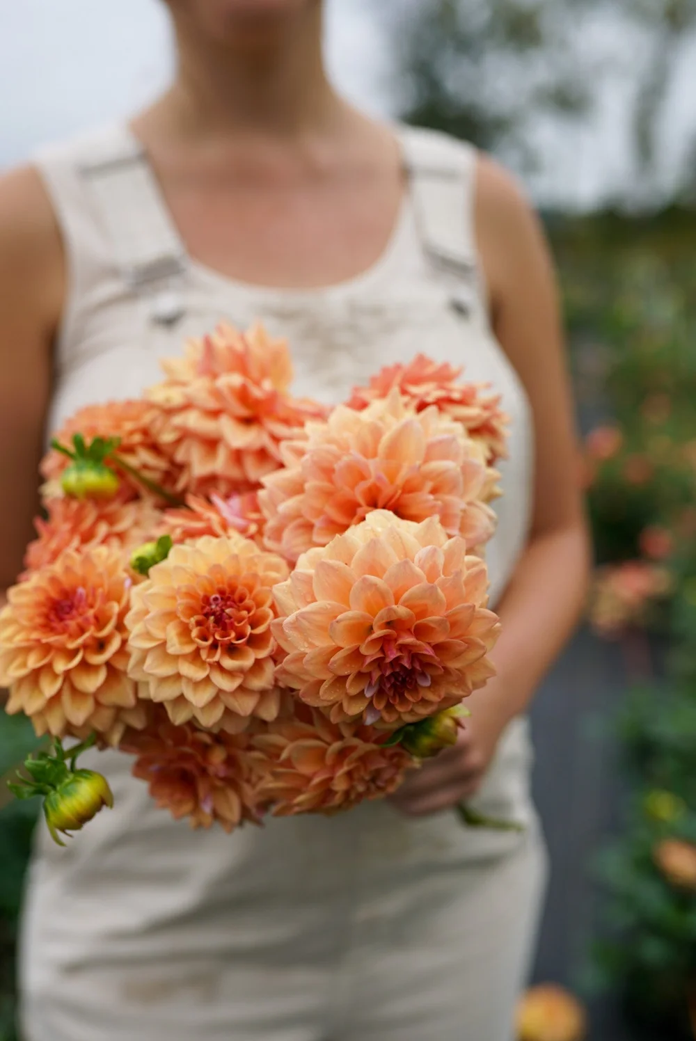 TRACKER スクリーミングフラワー　コンプリート Dahlia Lee's Ginger Fleck — Flowerwell Farm and Design Studio