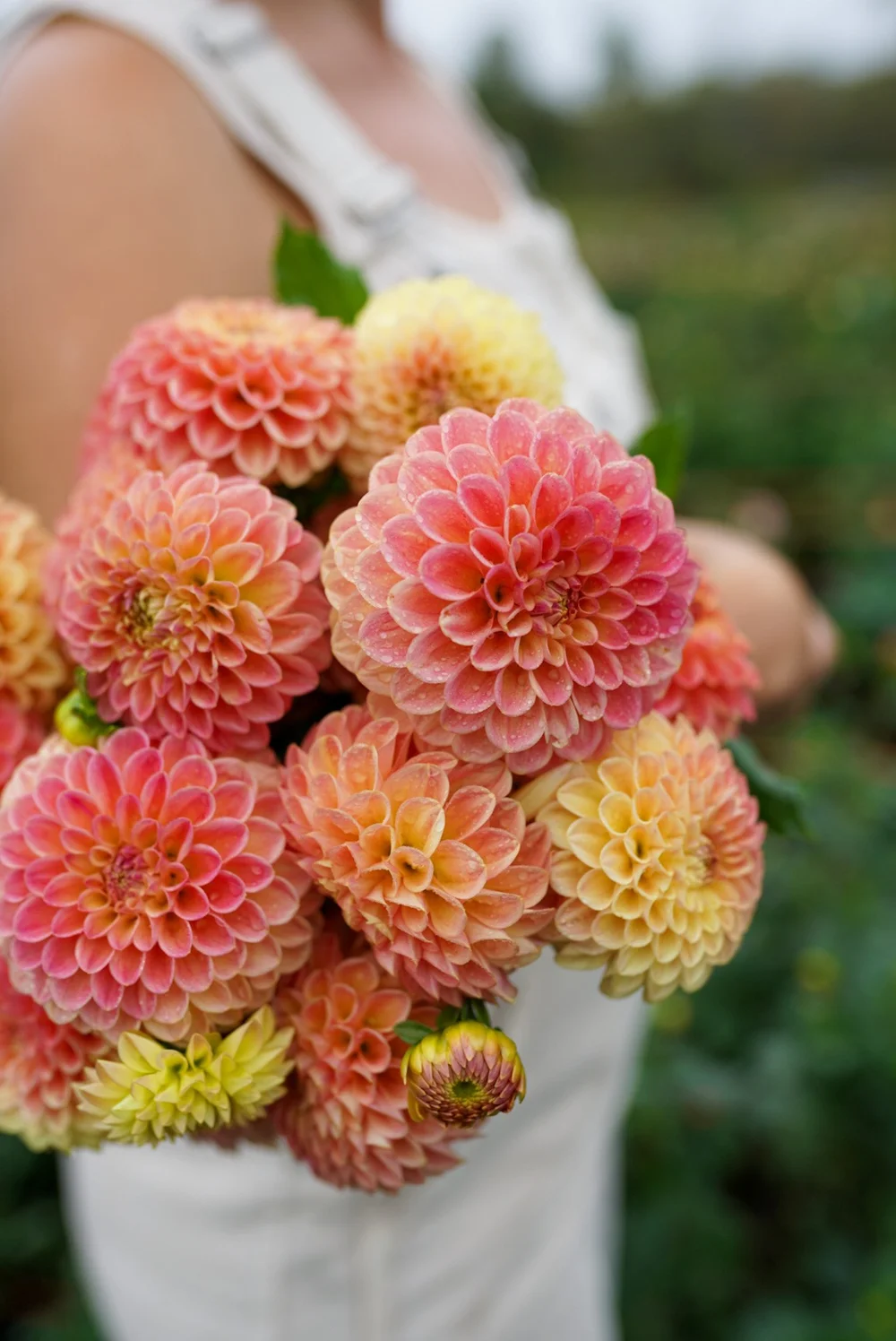 Flowerwell Dahlia Store | Bulk Crichton Honey — Flowerwell Farm