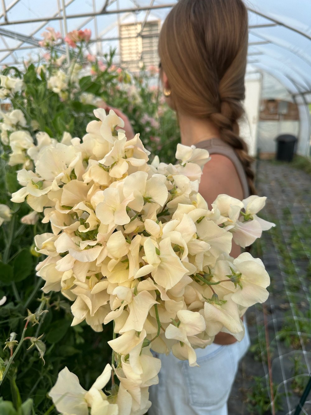 English Sweet Pea 'Juliet' Seeds – Romantic Blush Pink Blooms