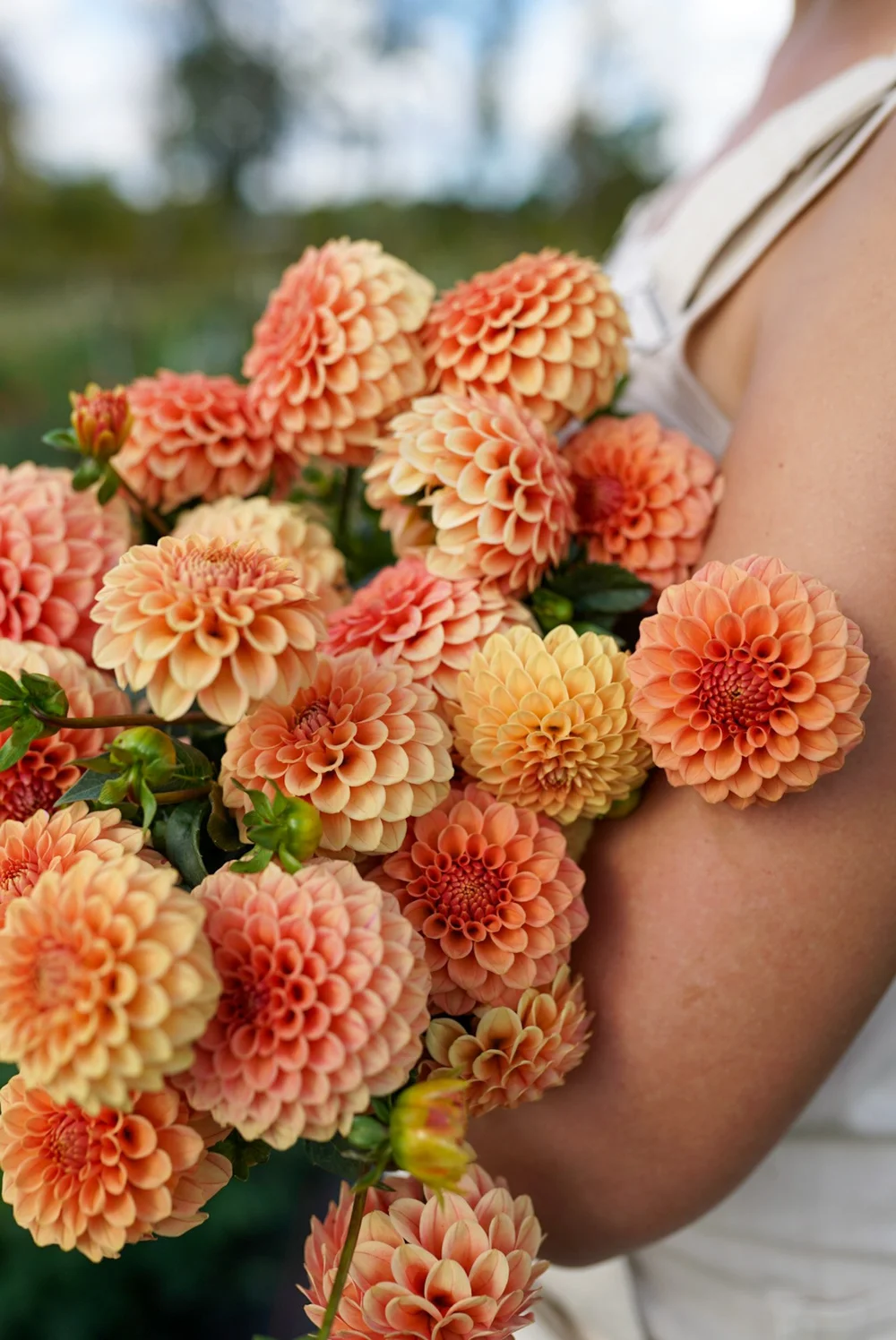 Flowerwell Flower Farm | Dahlia Tuber Shop | Dahlia Rose Toscano