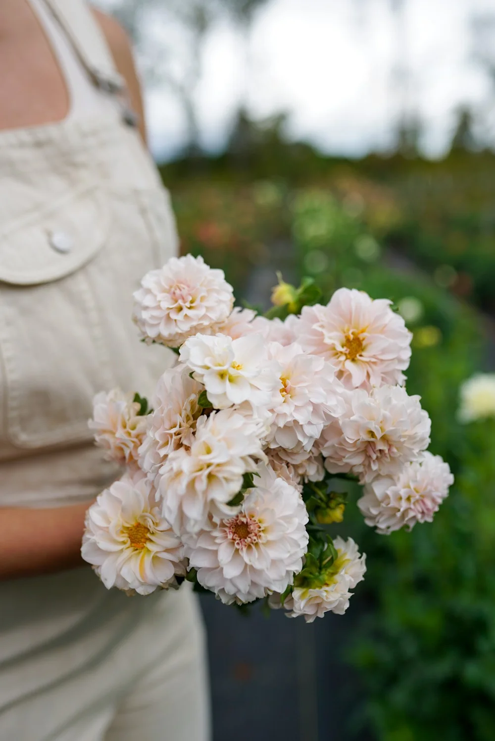 Dahlia 'Levi's Opal Twist' (2024 Release) – Petite Creamy Blush