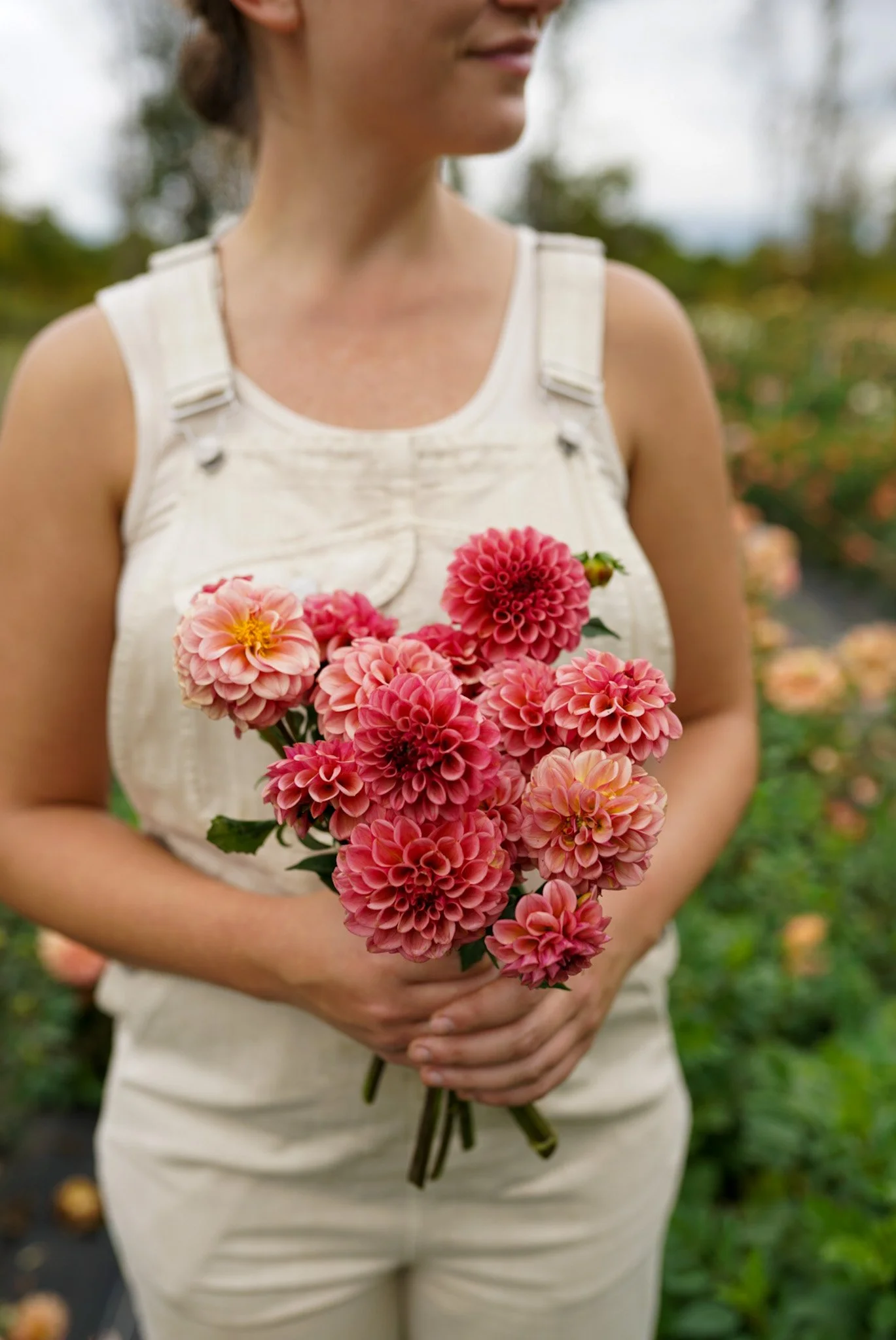 Dahlia Levi’s Tomato Rooted Cutting