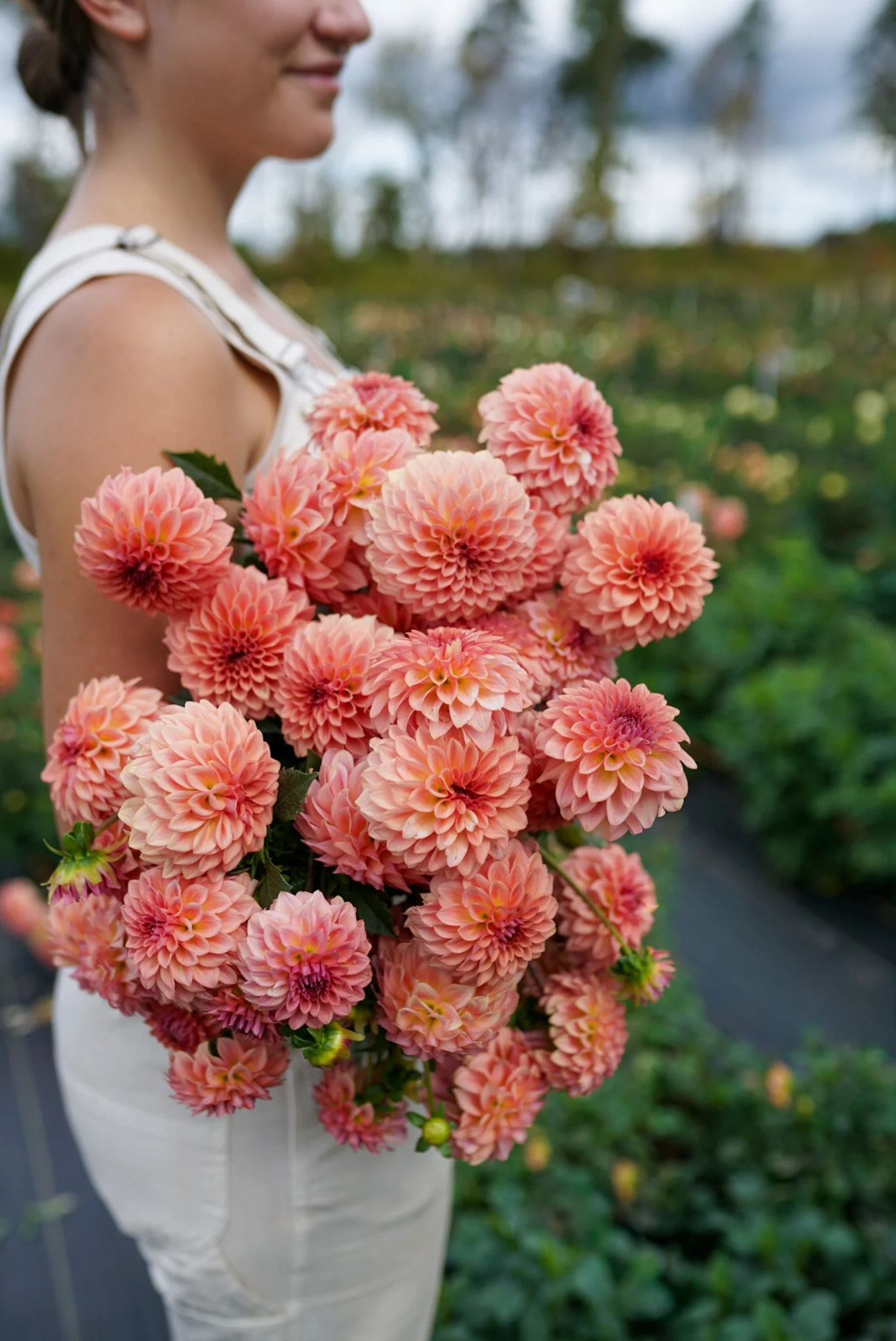 Dahlia Levi’s Blue Smoke Rooted Cutting