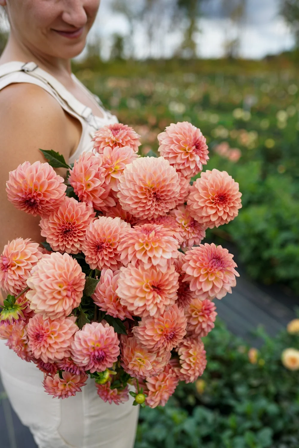 Dahlia 'Levi's Bluesmoke' (2024 Release) – Raspberry Coral Formal