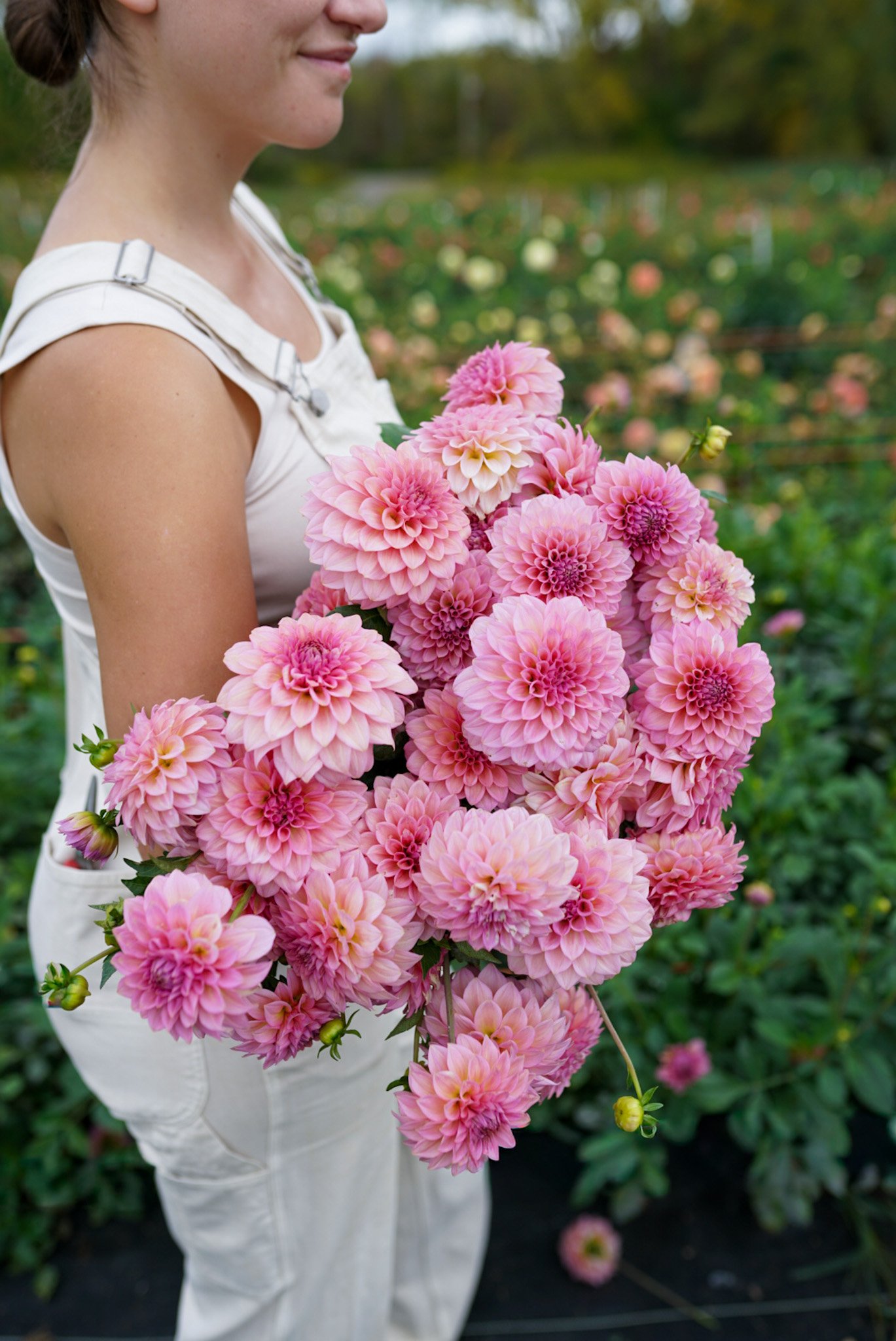 Dahlia Levi’s Bubblegum Rooted Cutting