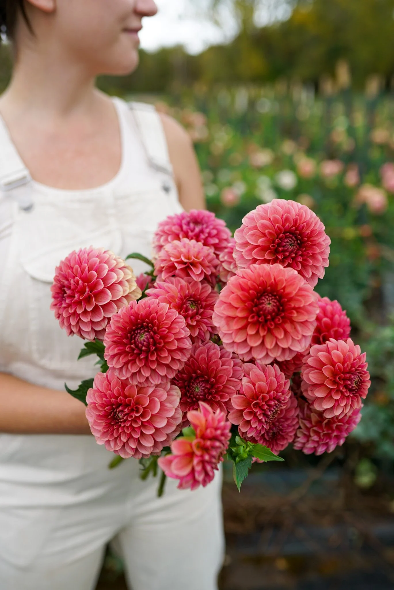 Dahlia Levi’s Blood Moon Rooted Cutting