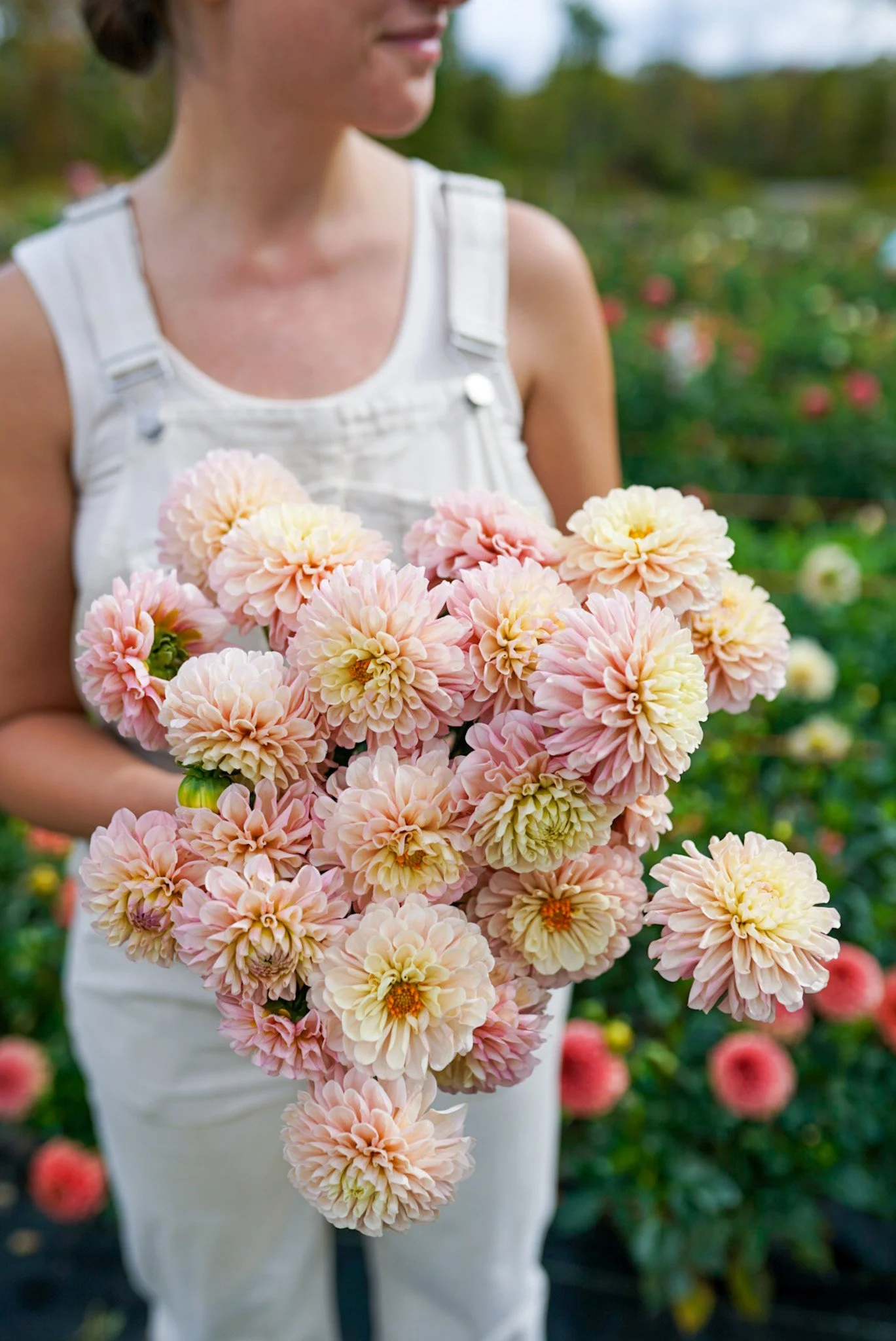 Dahlia Levi’s Revenant Rooted Cutting