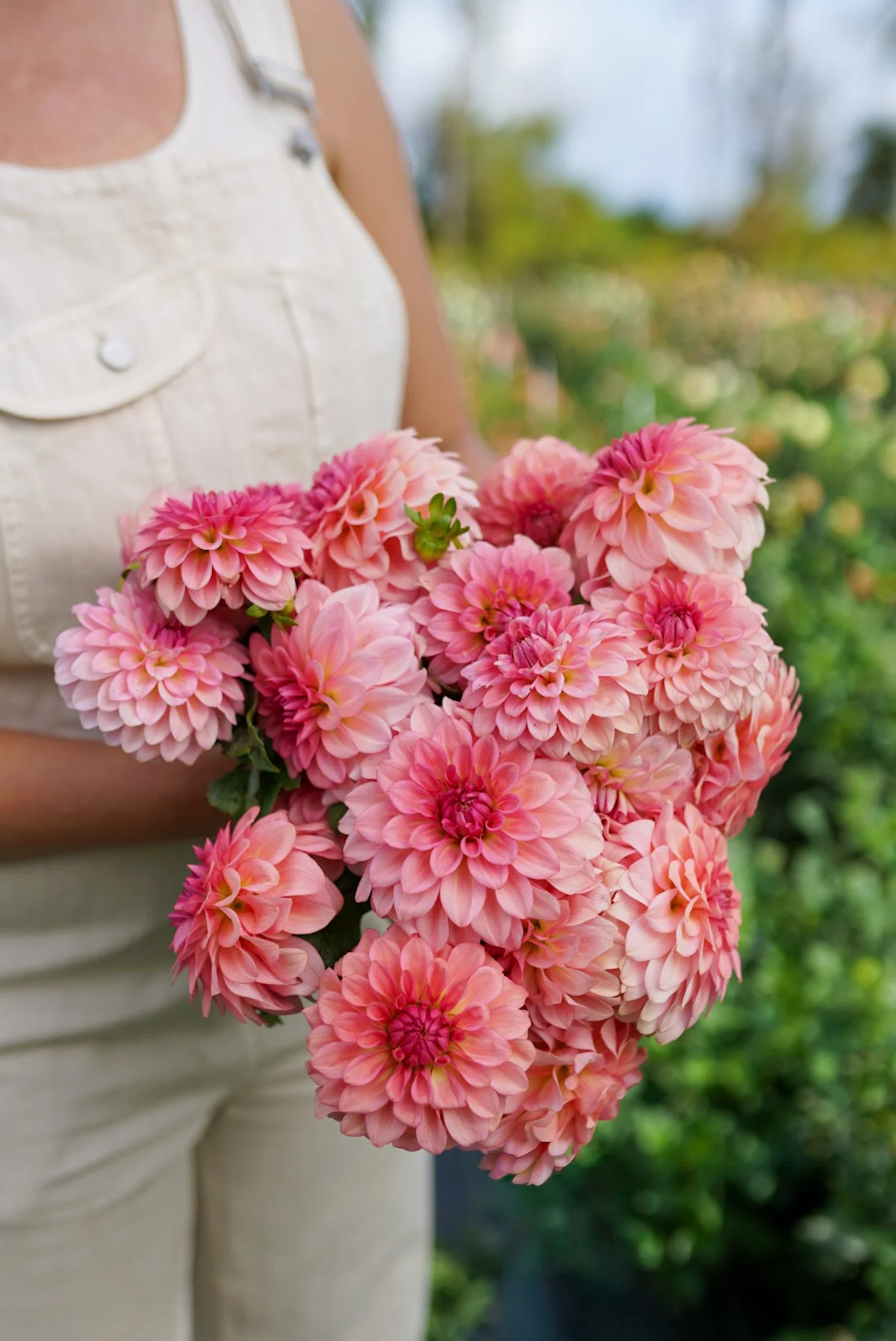 Dahlia Levi’s Dreamwalk Rooted Cutting