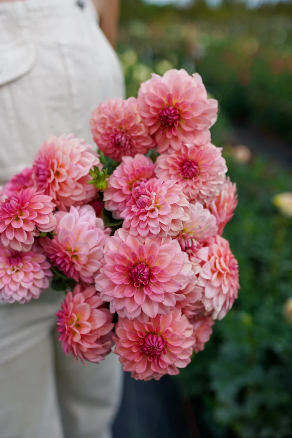 Levi's Dreamwalk Dahlia Bulbs by Breeder Levi Tremblay  Stunning Blooms  for Flower Farmers  Flowerwell Farm and Design Studio