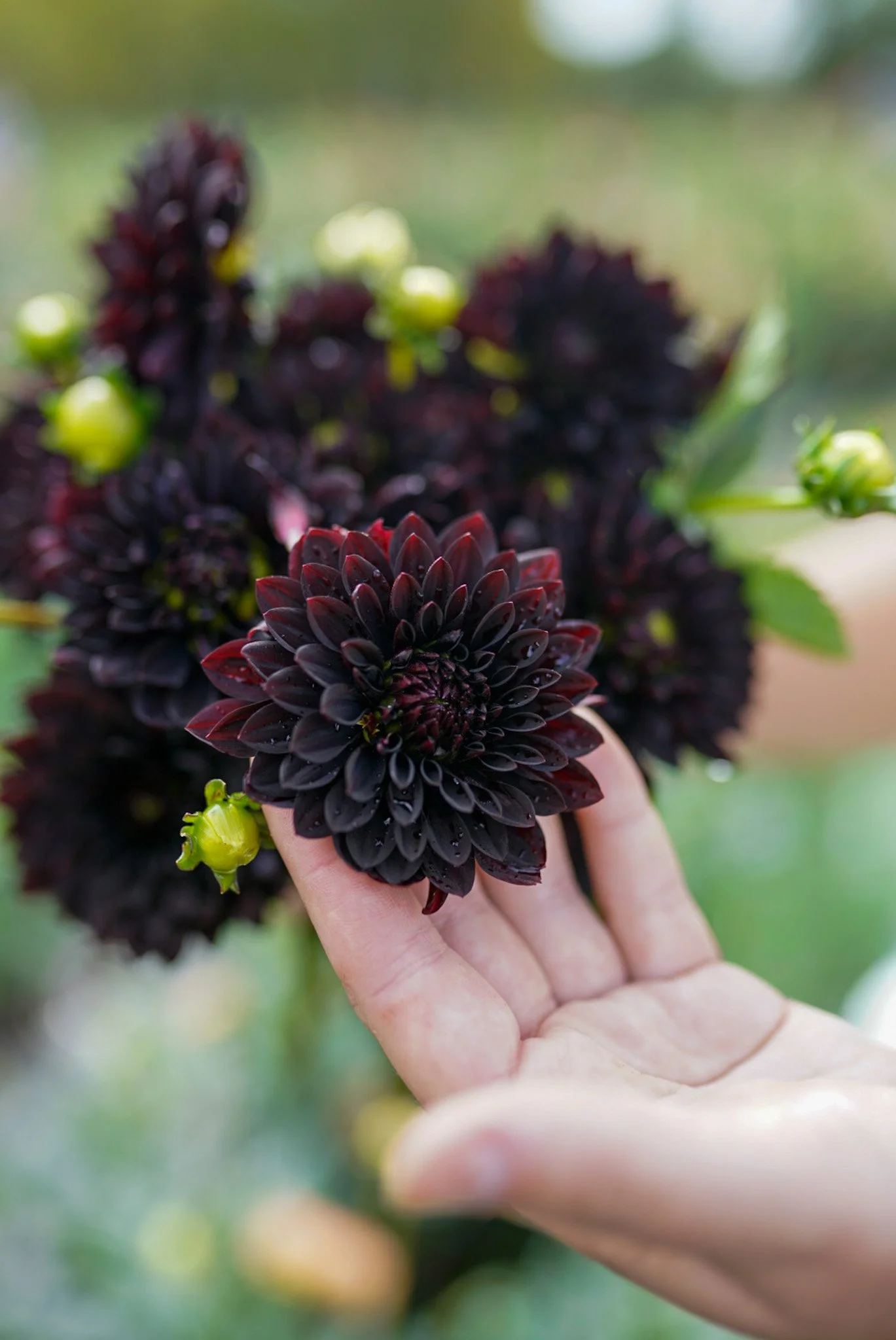 Dahlia Czarny Charakter