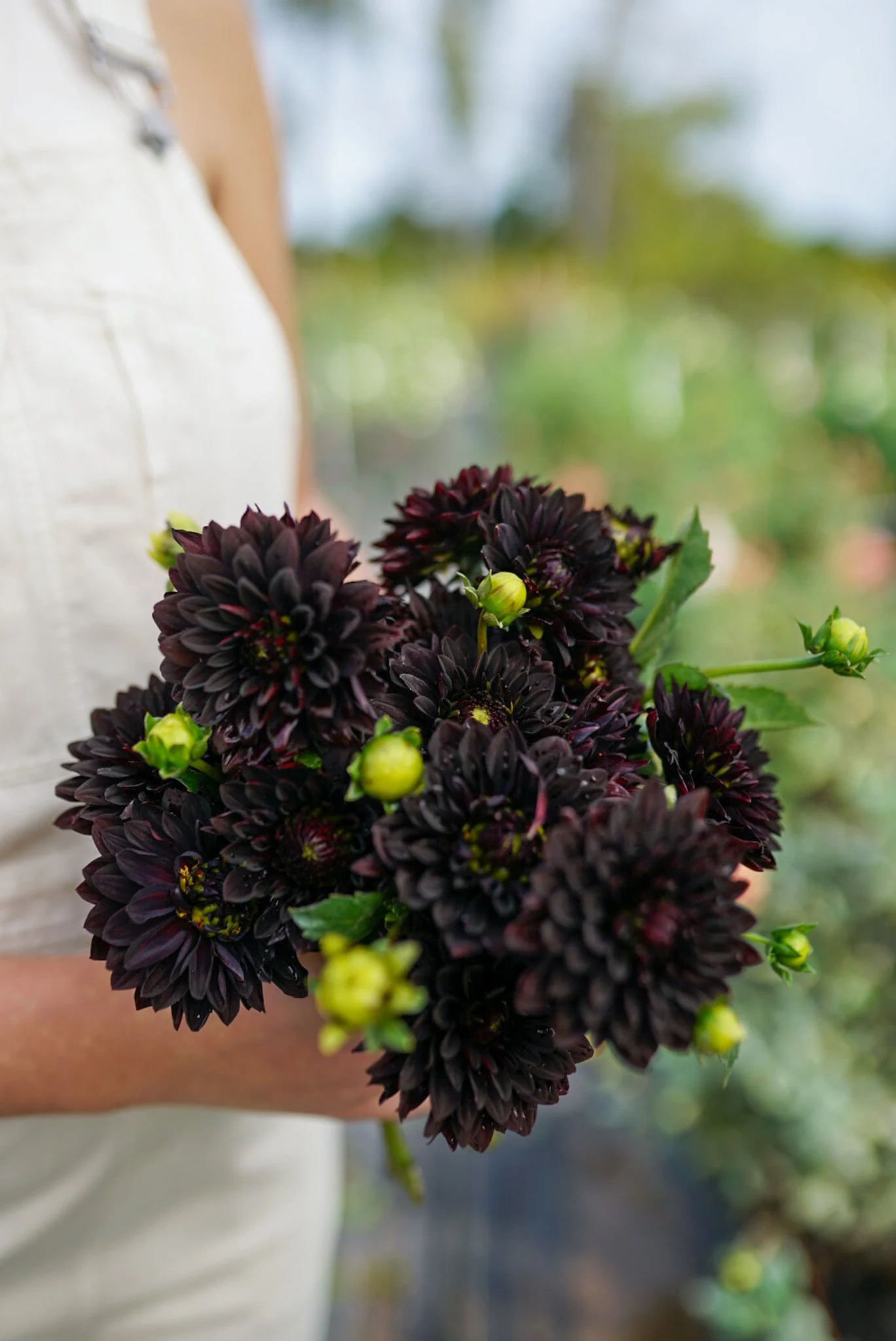 Dahlia Czarny Charakter Rooted Cutting