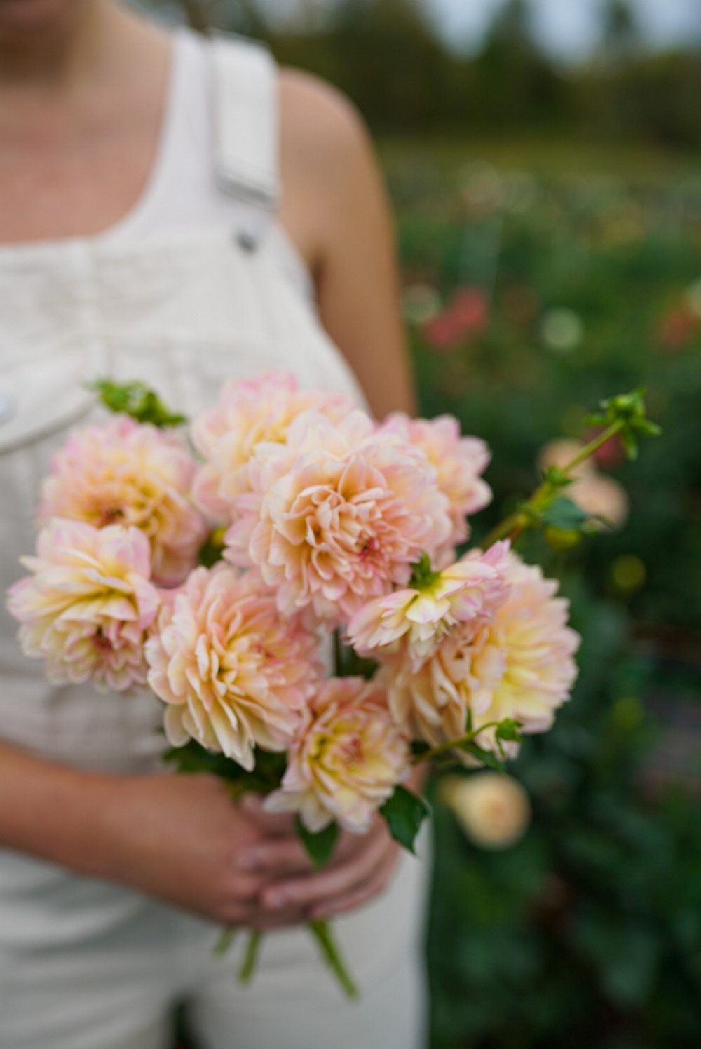 Dahlia 'Rosemary Webb' – Pale Yellow & Appleblossom Pink Waterlily